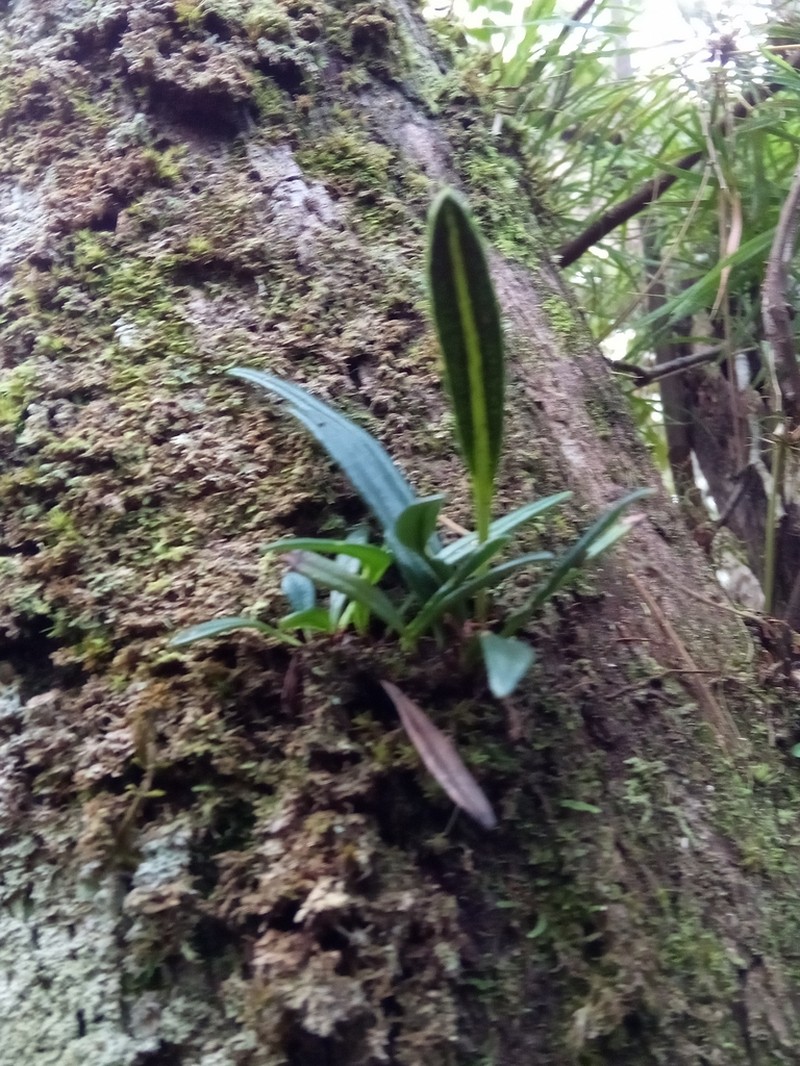 Elaphoglossum coriaceum photo 4