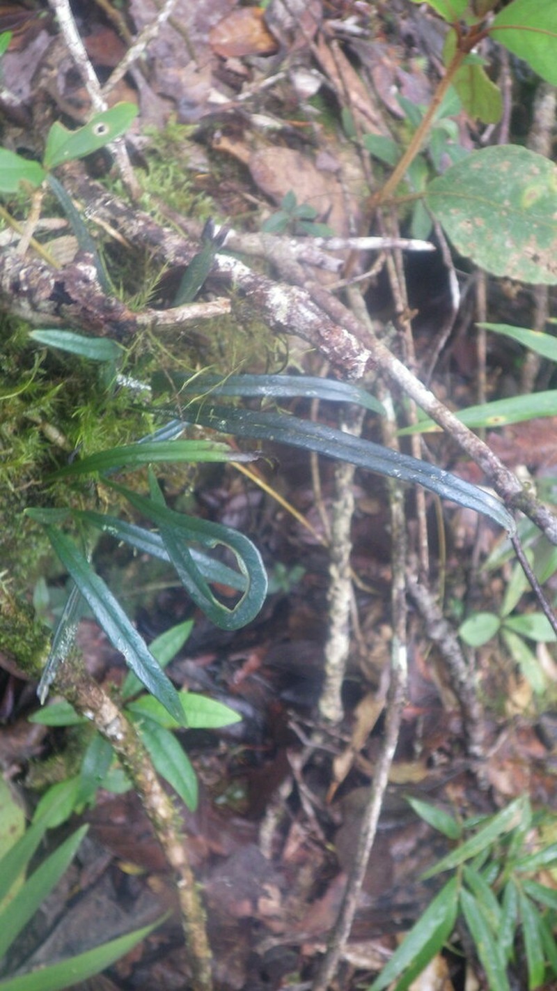 Elaphoglossum coriaceum photo 5