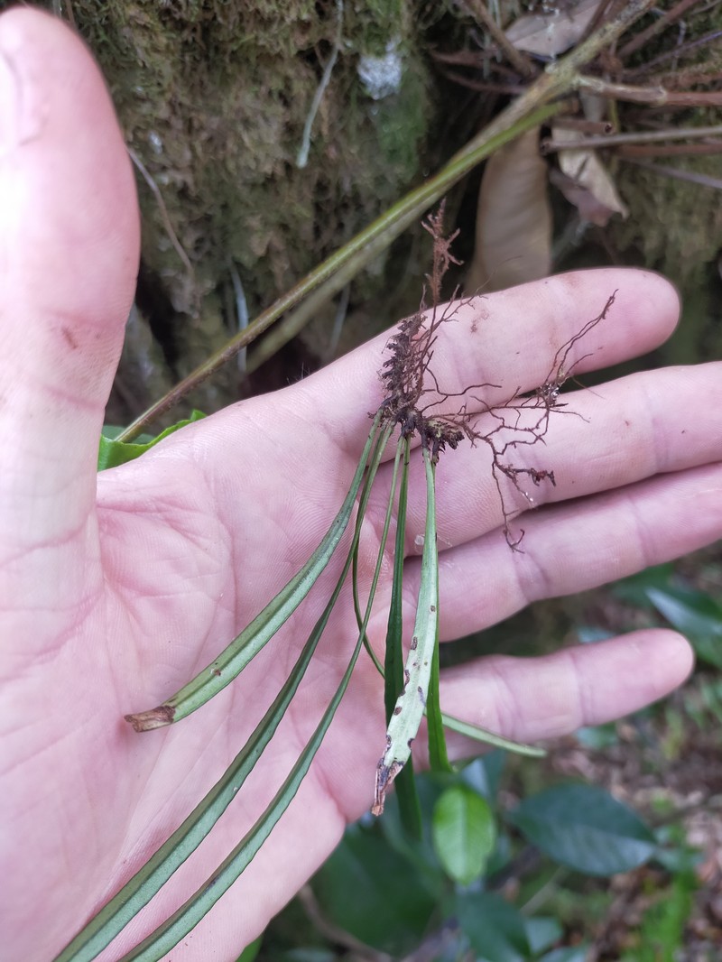 Elaphoglossum coriaceum photo 8