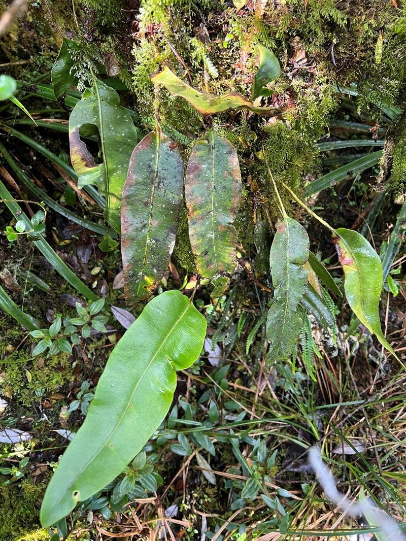 Elaphoglossum coriifolium