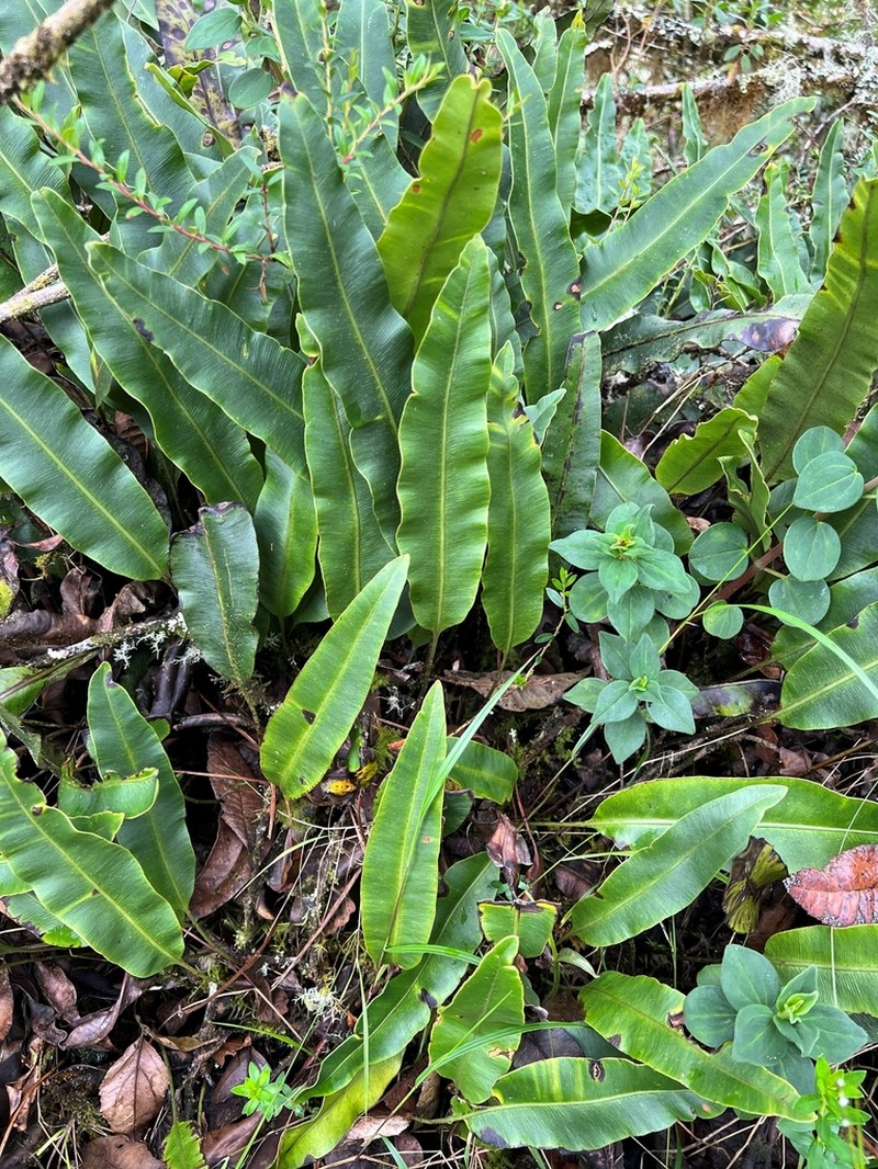 Elaphoglossum coriifolium photo 2
