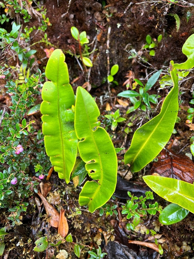 Elaphoglossum coriifolium photo 3