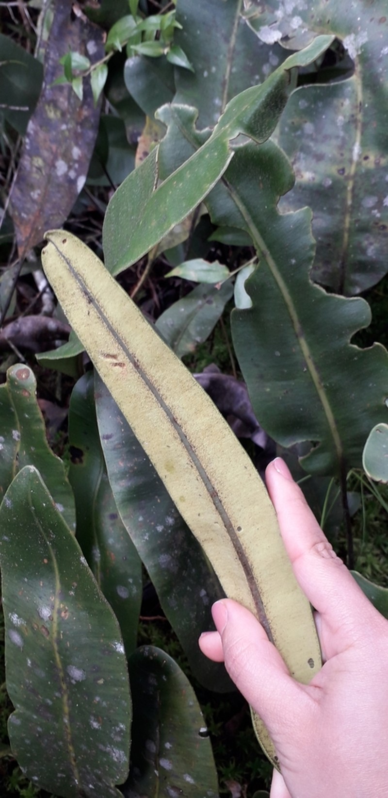 Elaphoglossum coriifolium photo 4