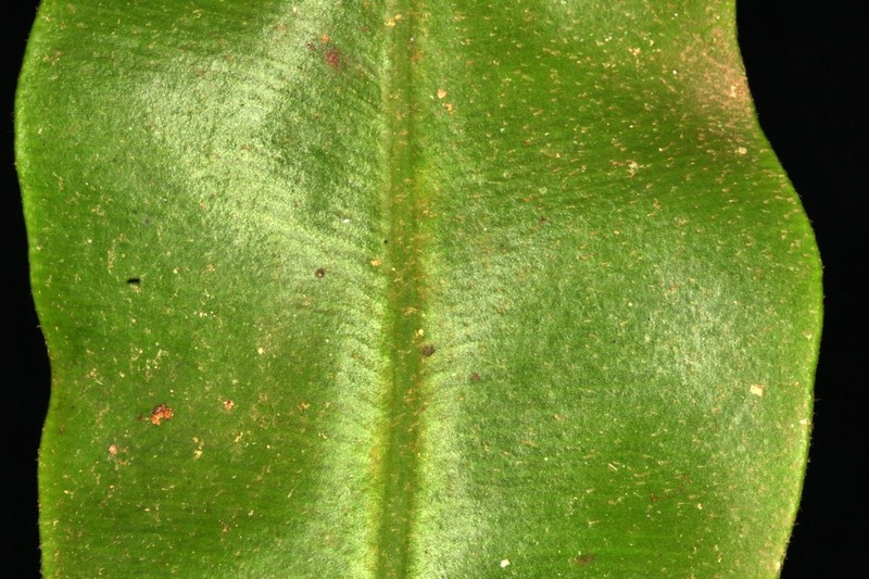 Elaphoglossum coriifolium photo 5