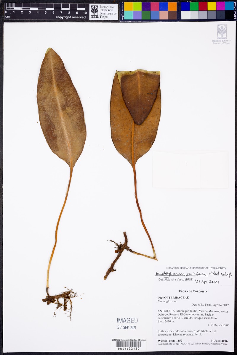 Elaphoglossum coriifolium photo 6