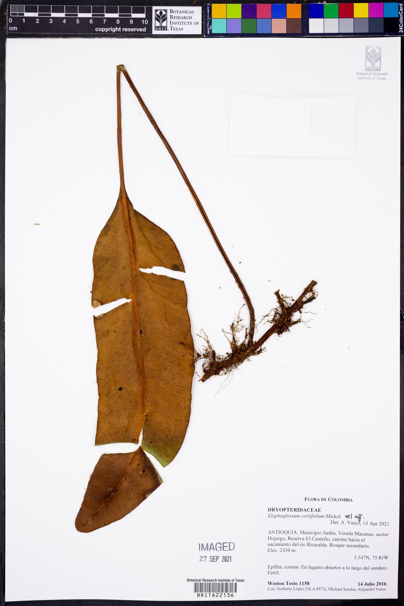 Elaphoglossum coriifolium photo 7