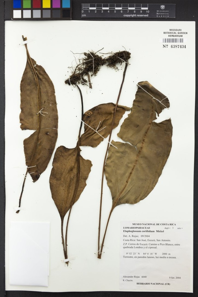 Elaphoglossum coriifolium photo 8