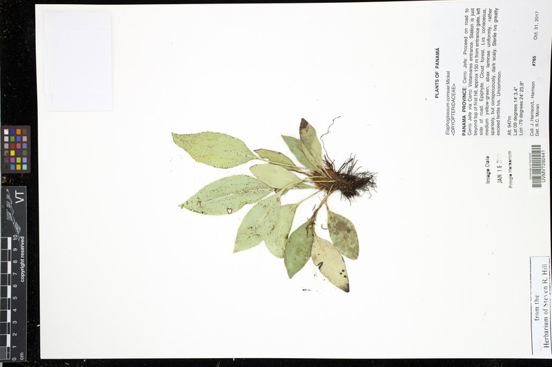 Elaphoglossum correae