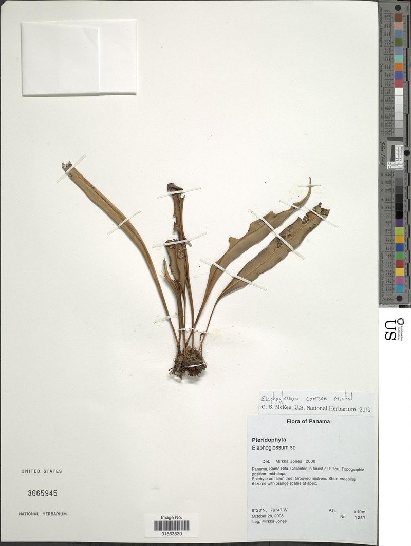 Elaphoglossum correae photo 2