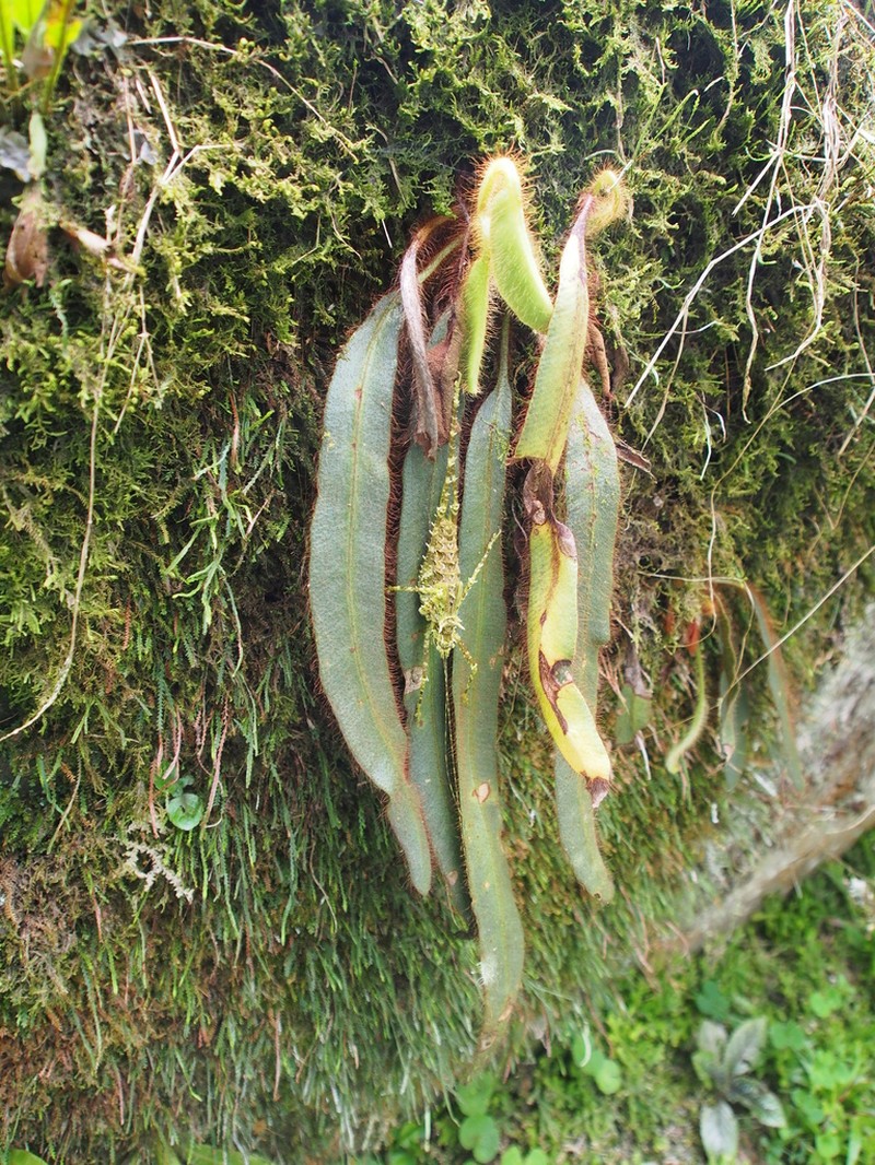 Elaphoglossum costaricense