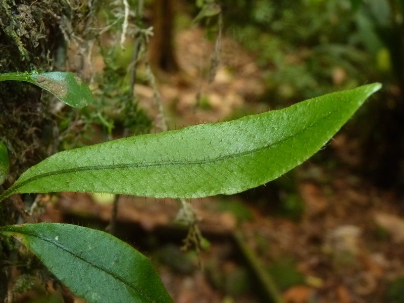 Elaphoglossum costaricense photo 2
