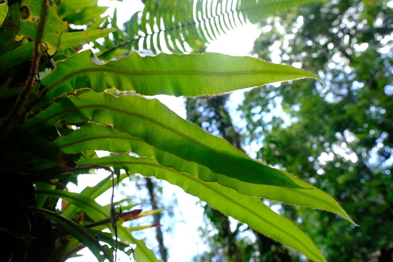 Elaphoglossum costaricense photo 3