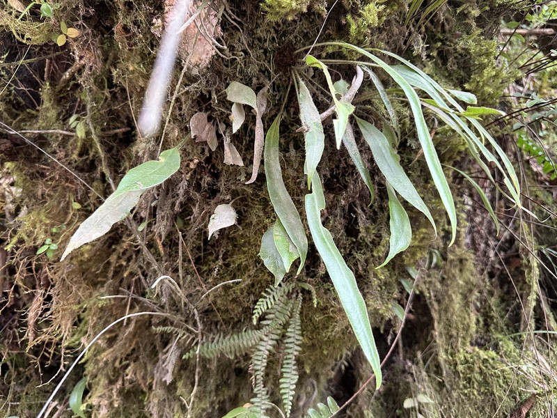 Elaphoglossum costaricense photo 4