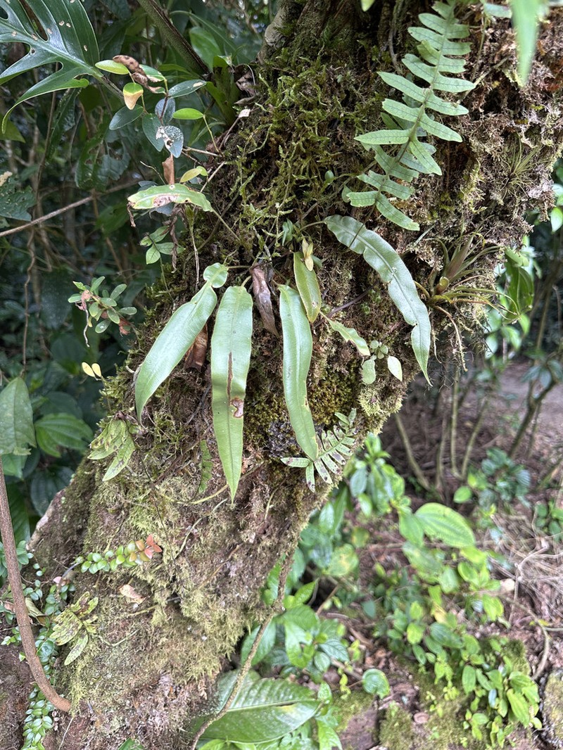 Elaphoglossum costaricense photo 5