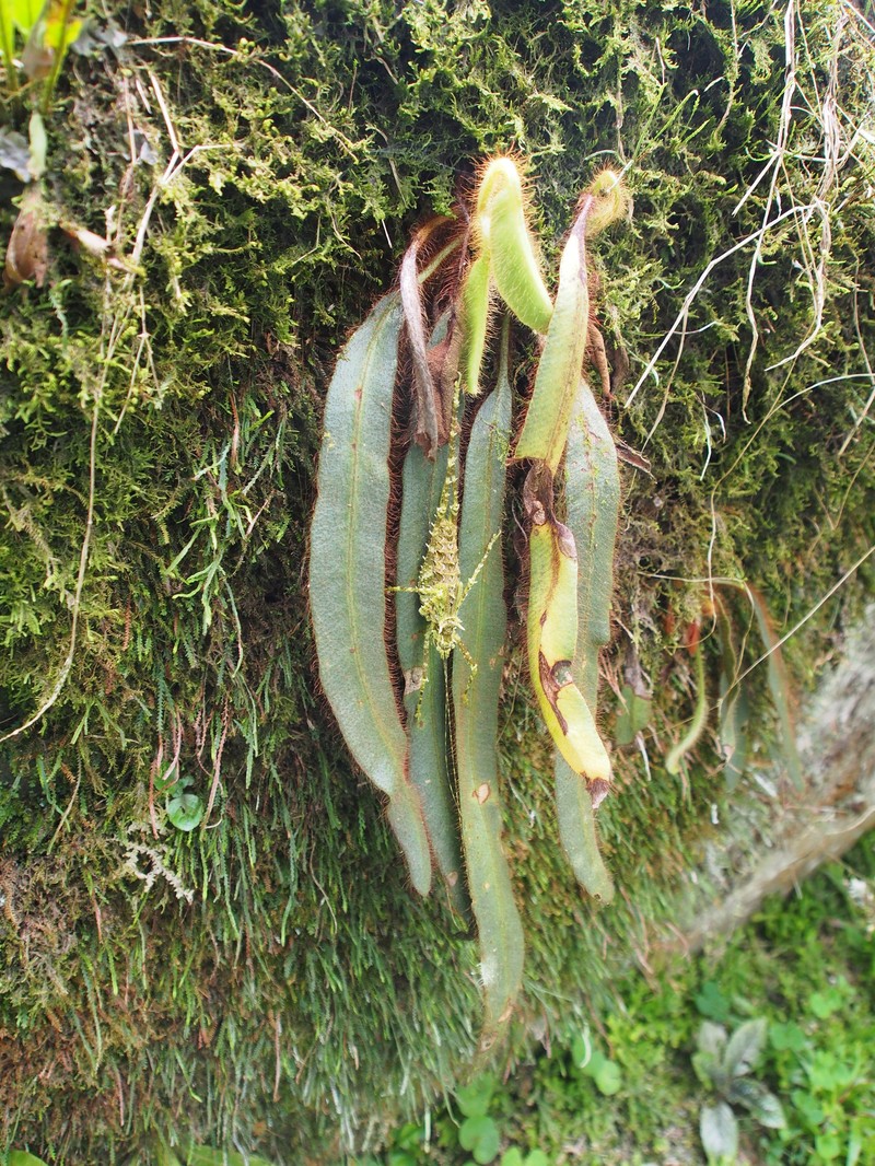Elaphoglossum costaricense photo 6