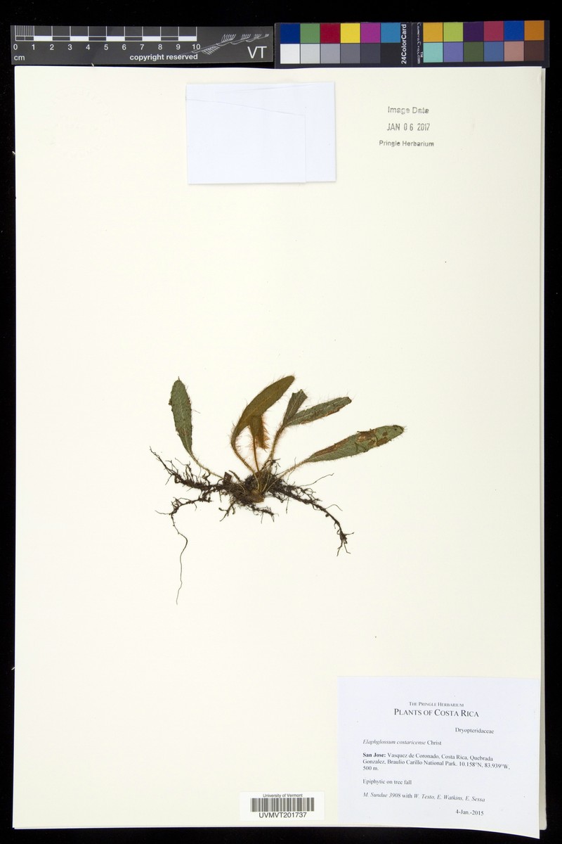 Elaphoglossum costaricense photo 7