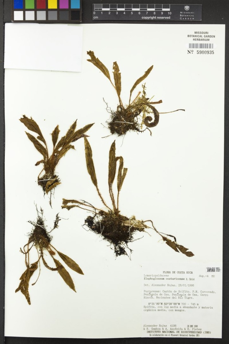 Elaphoglossum costaricense photo 8