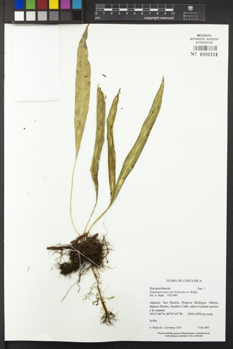 Elaphoglossum coto-brusense