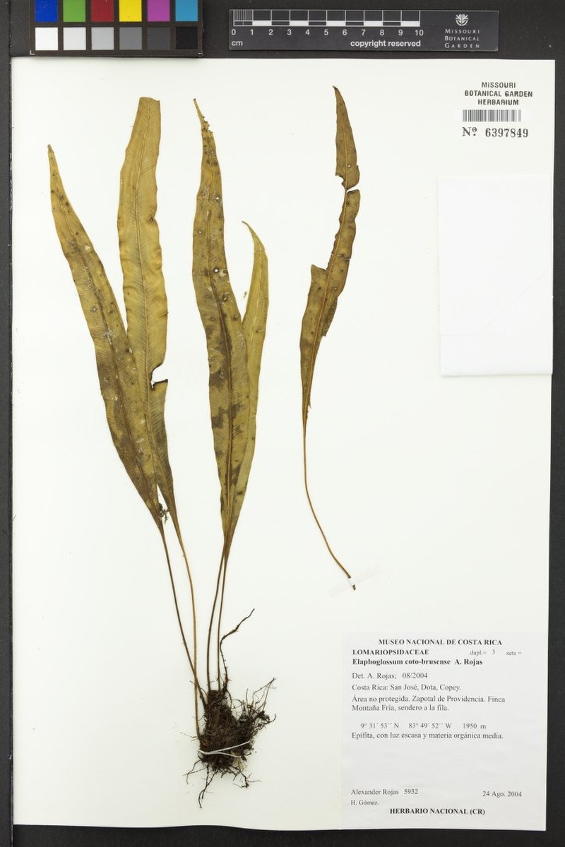 Elaphoglossum coto-brusense photo 2