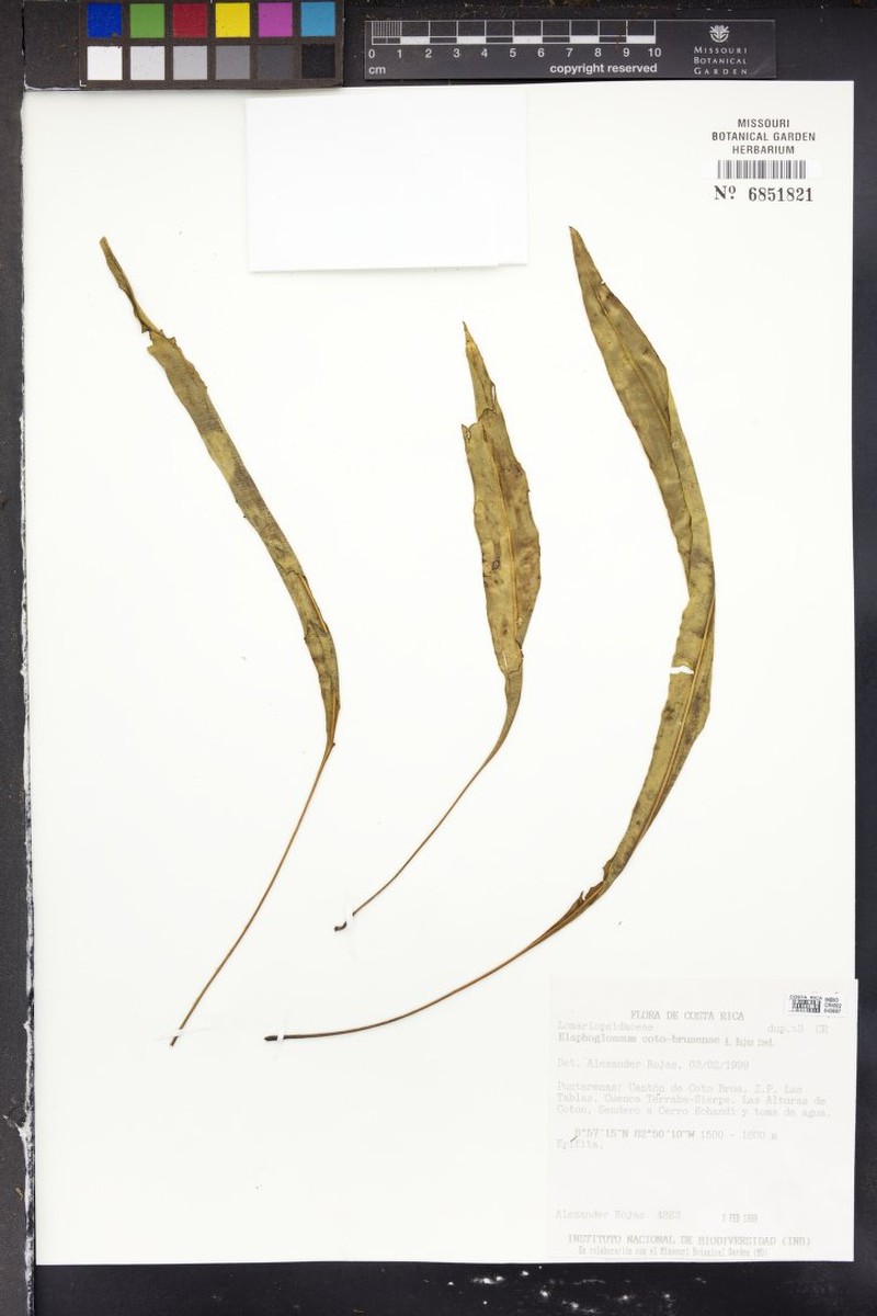 Elaphoglossum coto-brusense photo 3