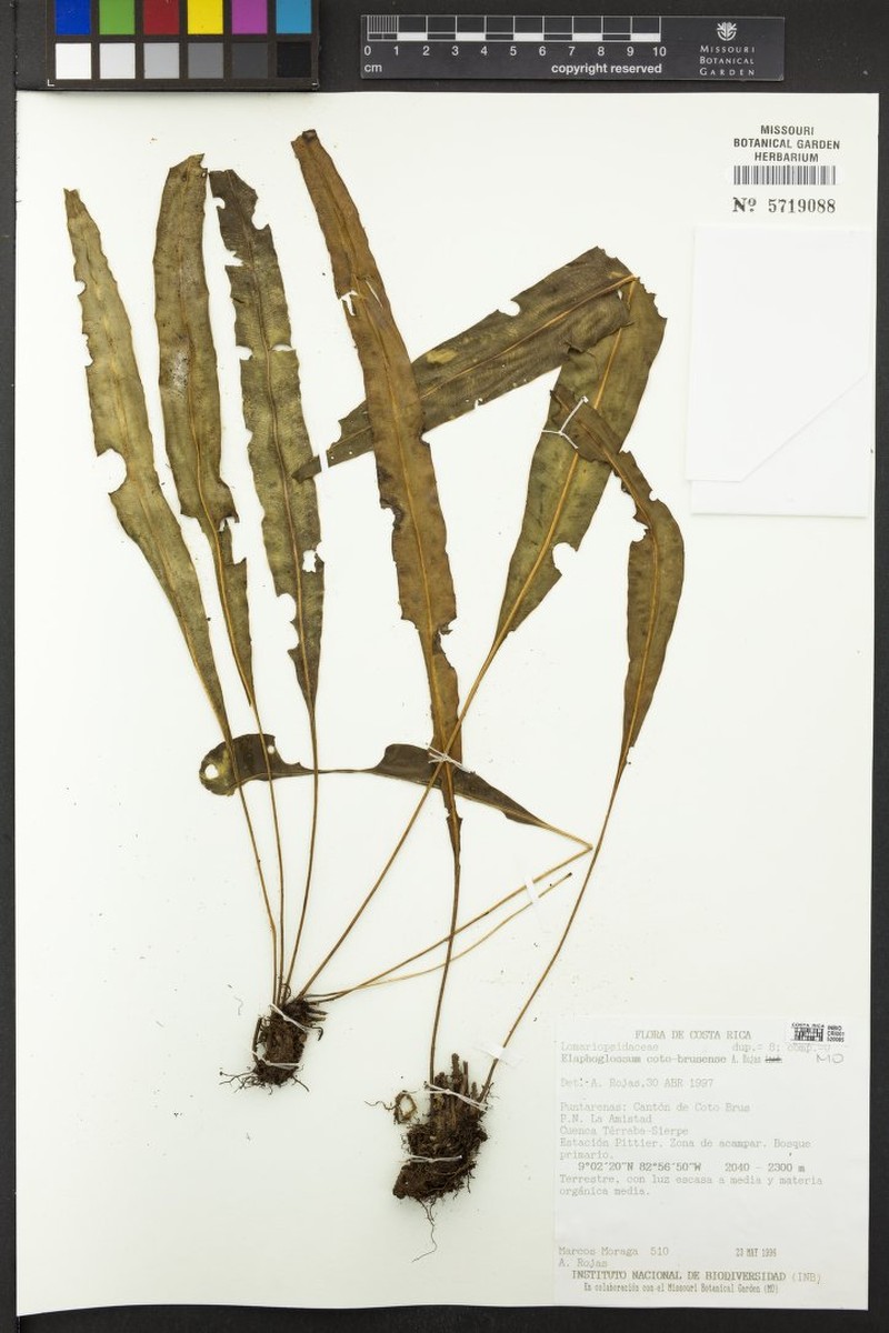 Elaphoglossum coto-brusense photo 4