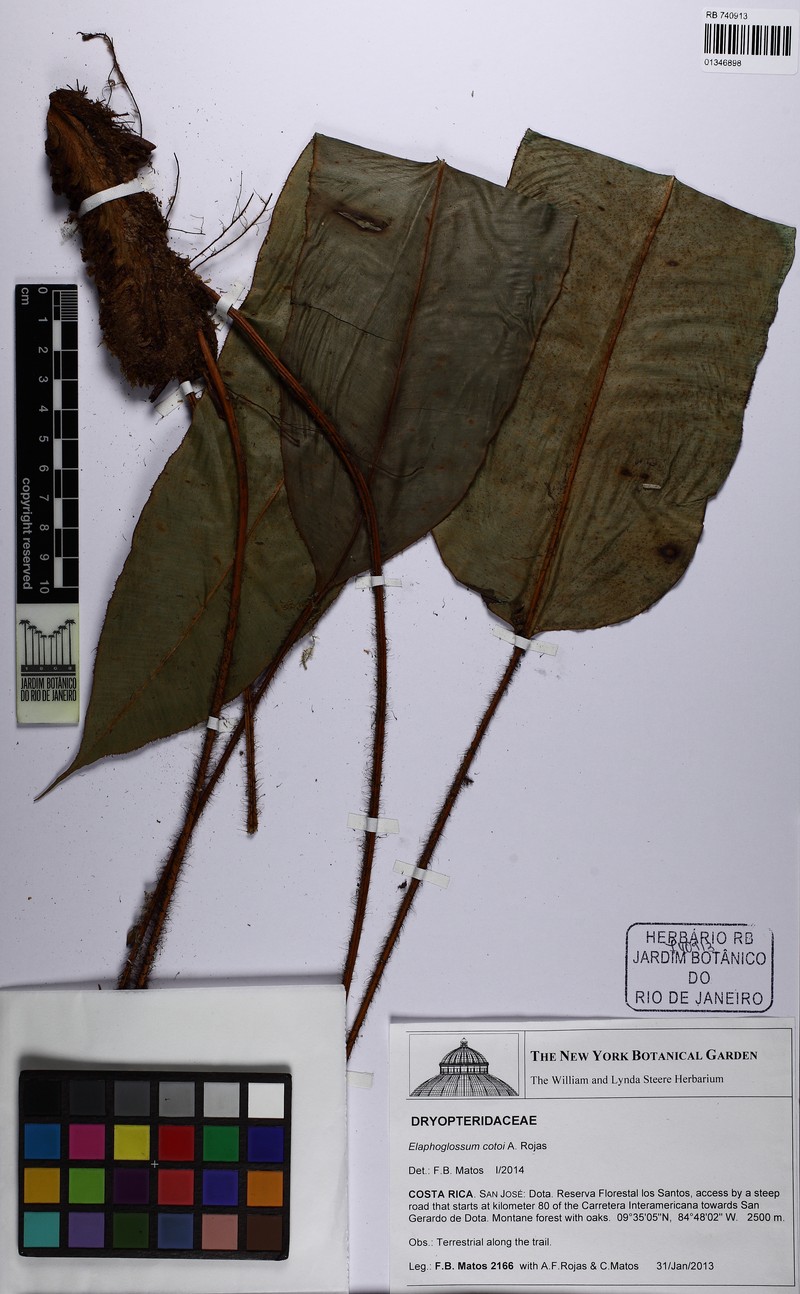 Elaphoglossum cotoi