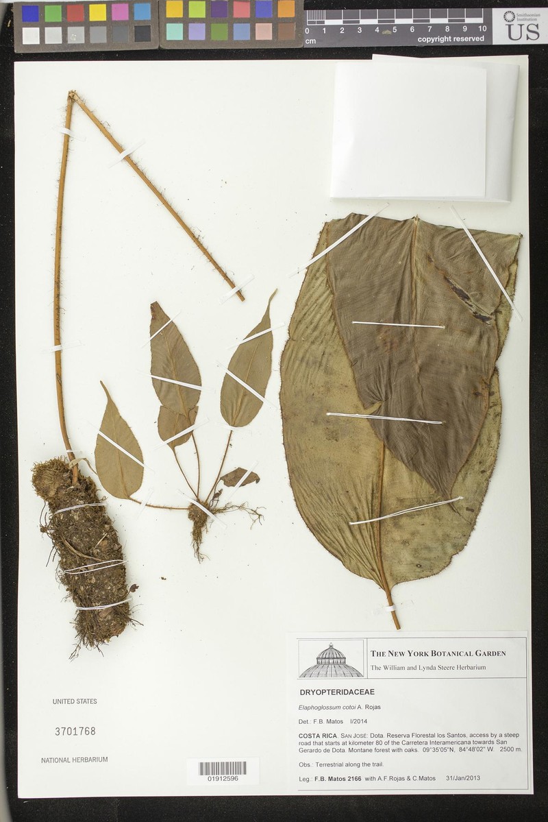 Elaphoglossum cotoi photo 2