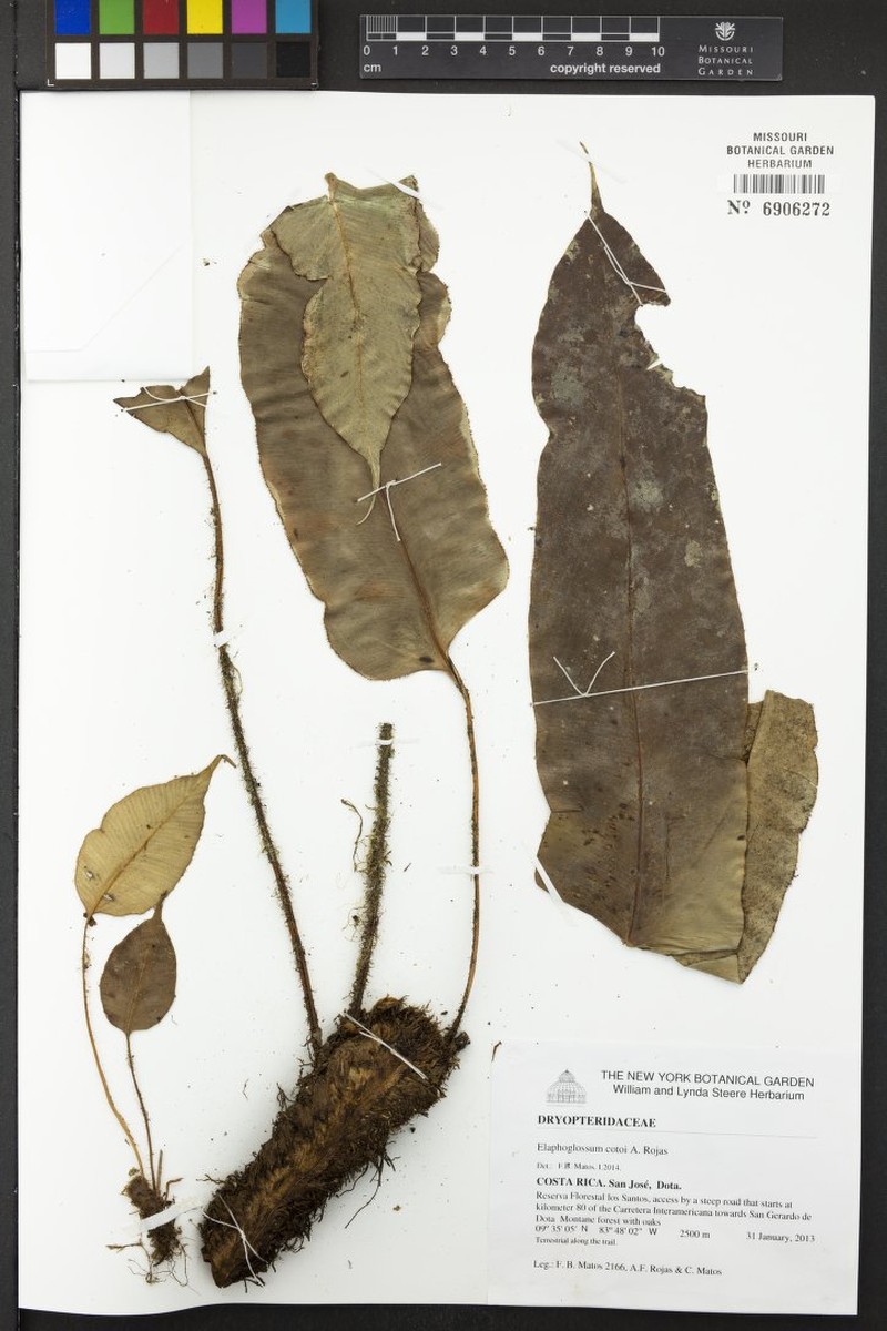 Elaphoglossum cotoi photo 3