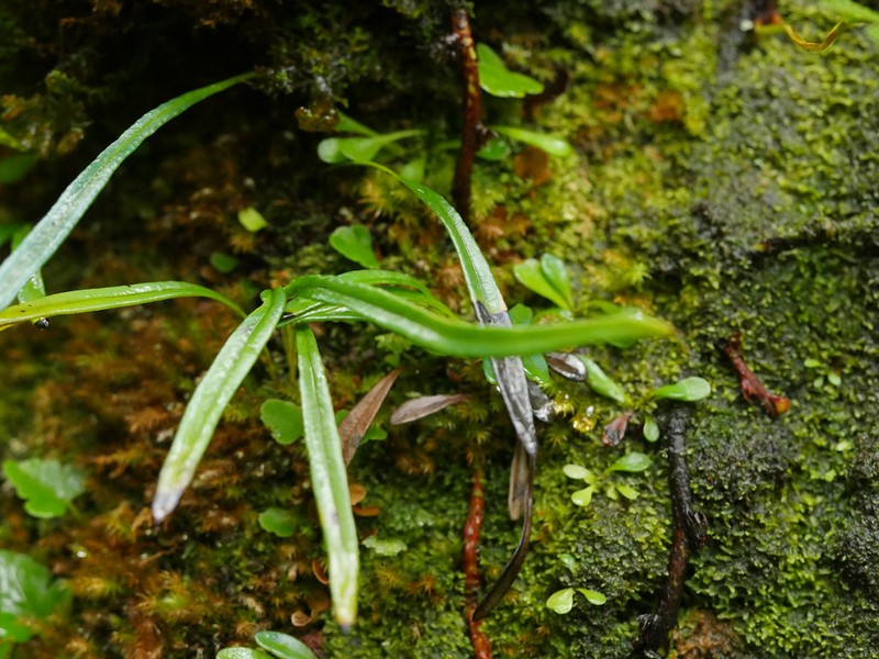 Elaphoglossum coursii