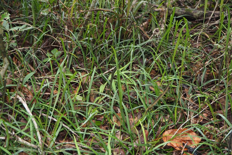 Elaphoglossum coursii photo 2