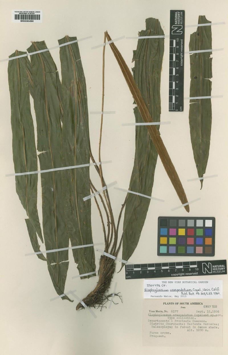 Elaphoglossum craspedotum photo 2
