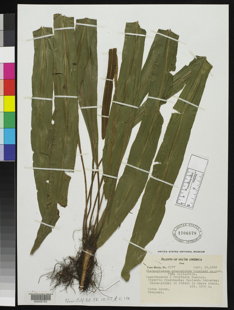 Elaphoglossum craspedotum