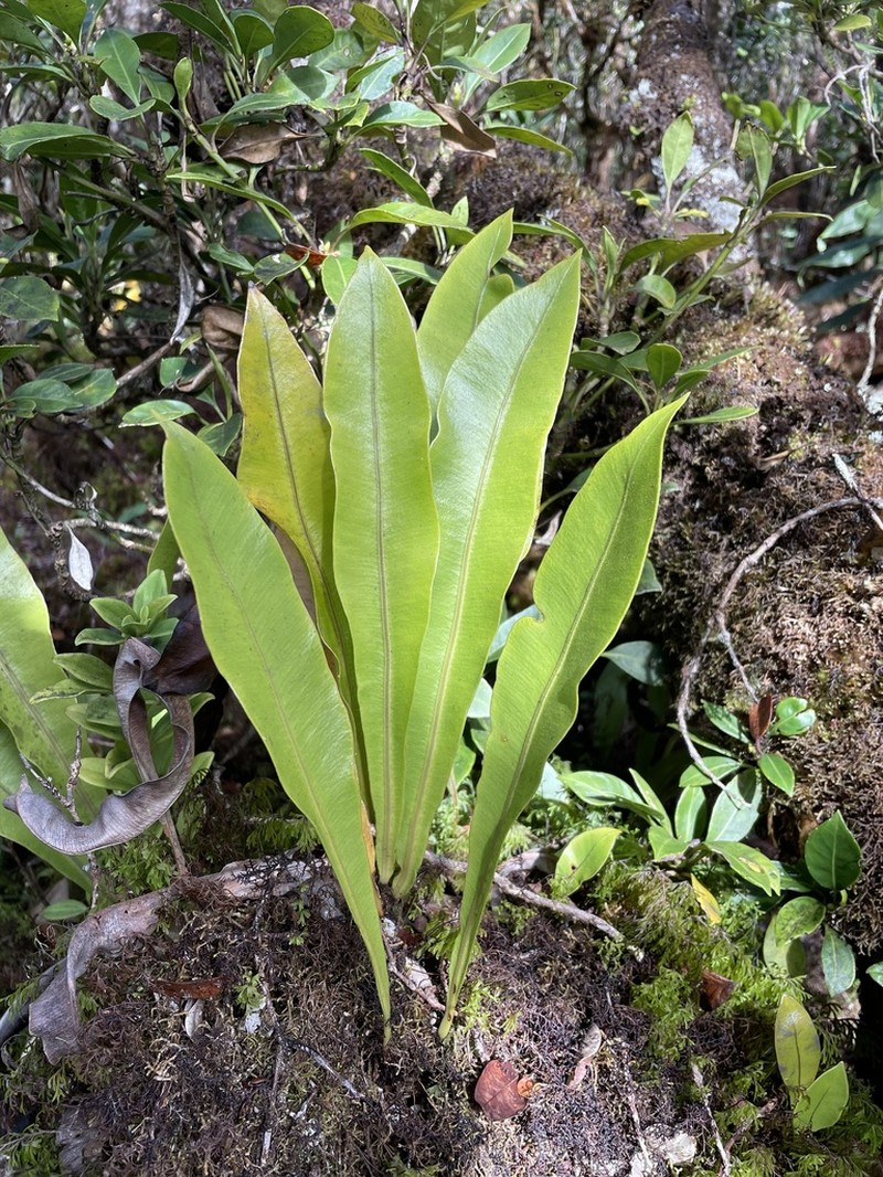 Elaphoglossum crassicaule