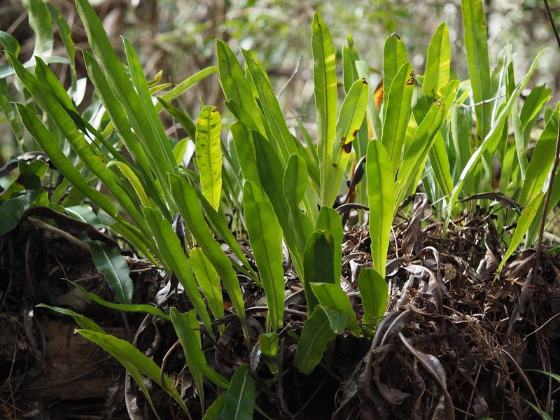 Elaphoglossum crassicaule photo 2