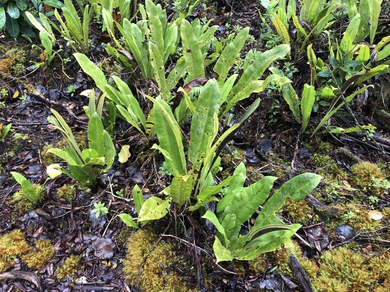 Elaphoglossum crassicaule photo 4