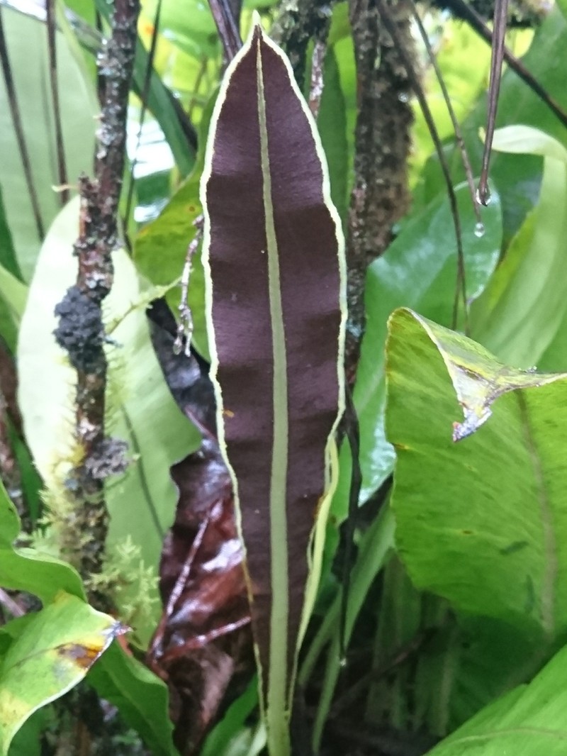 Elaphoglossum crassicaule photo 5