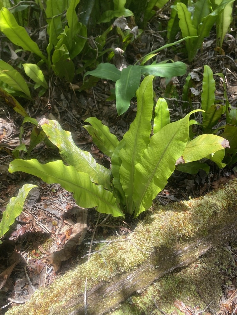 Elaphoglossum crassicaule photo 6