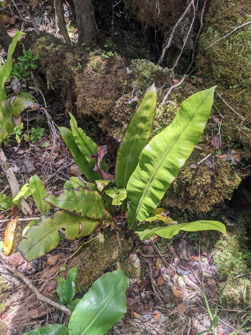 Elaphoglossum crassicaule photo 7