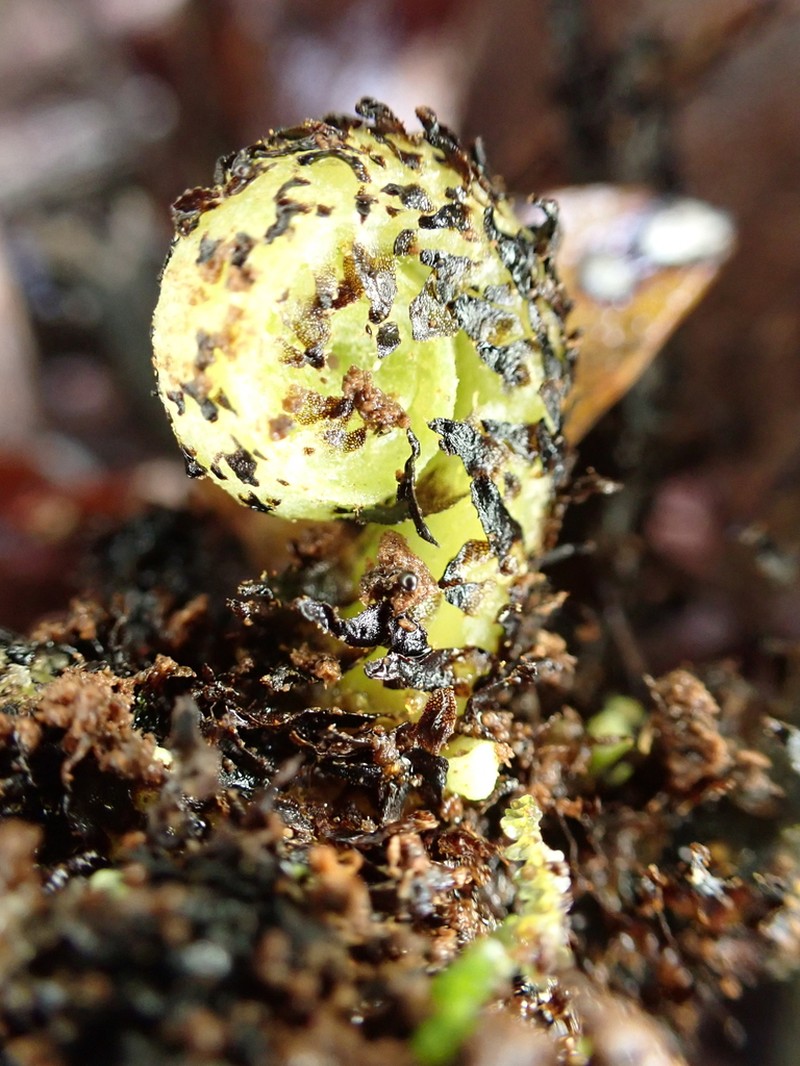 Elaphoglossum crassicaule photo 8