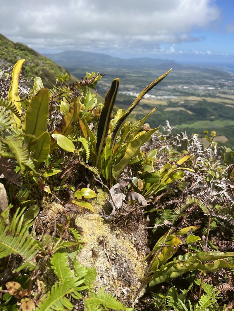 Royal Tonguefern photo 2