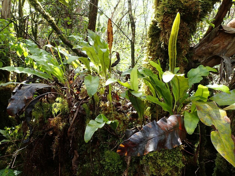 Royal Tonguefern photo 5