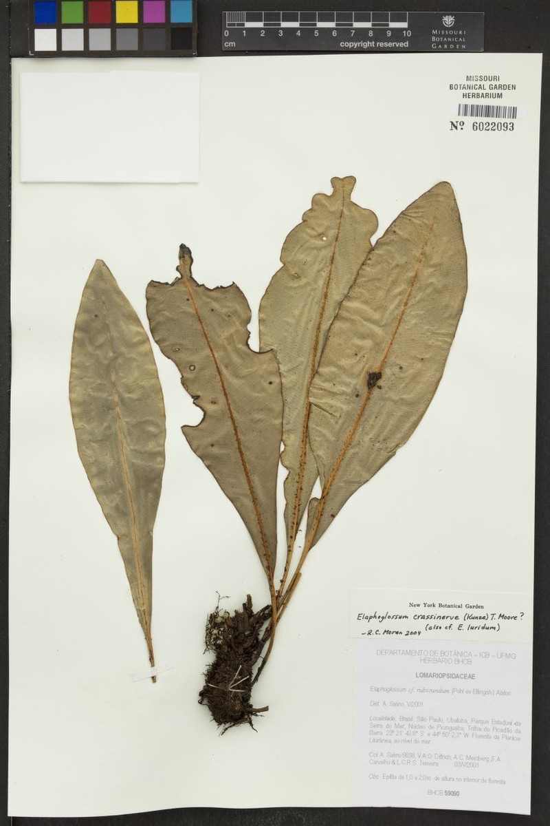Elaphoglossum crassinerve