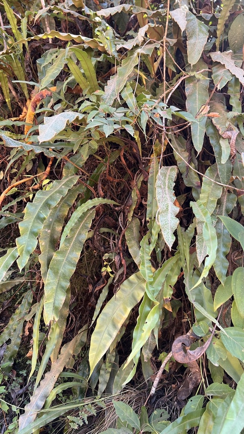 Elaphoglossum crassipes