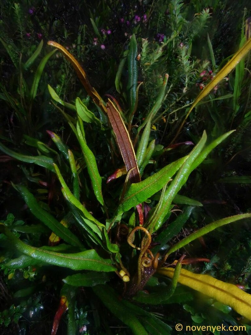 Elaphoglossum crassipes photo 2
