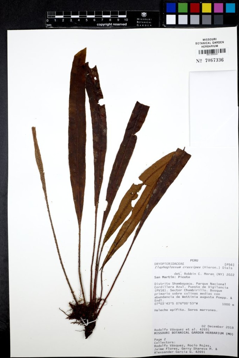 Elaphoglossum crassipes photo 3