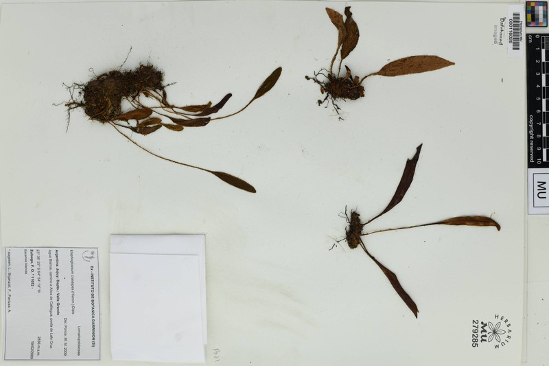 Elaphoglossum crassipes photo 4