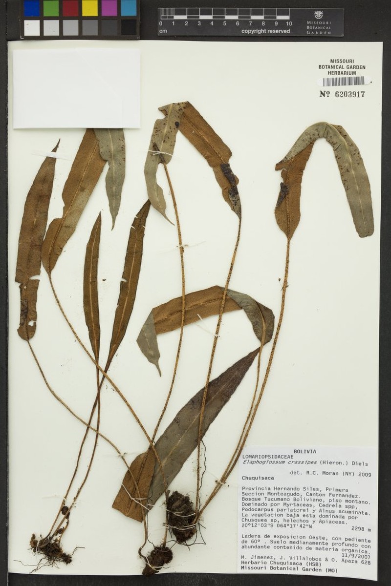 Elaphoglossum crassipes photo 5