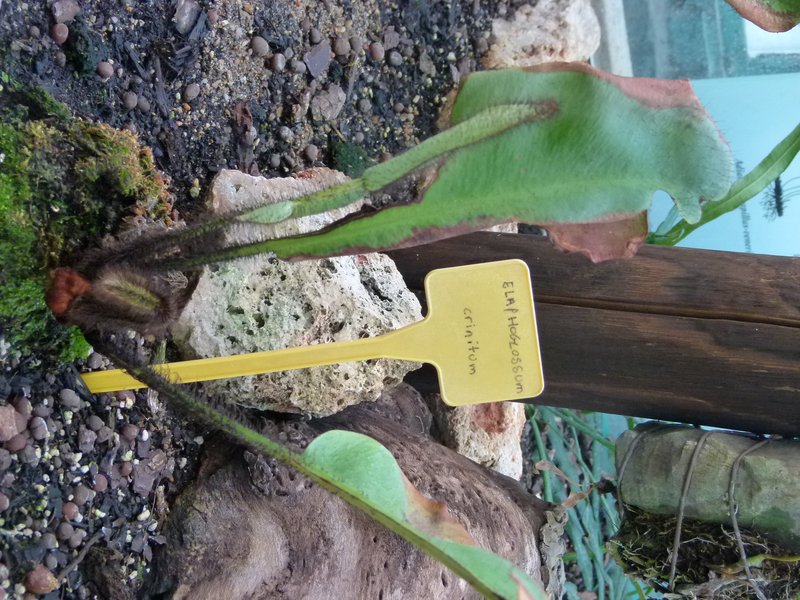 West Indian Tonguefern