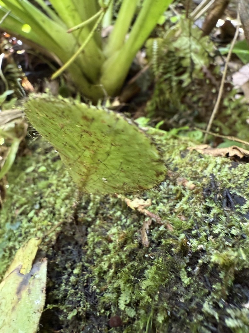 West Indian Tonguefern