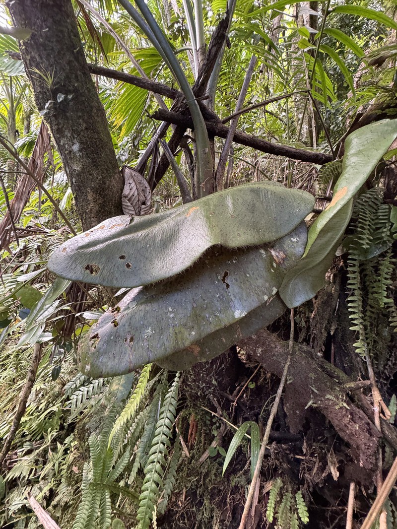 West Indian Tonguefern photo 2